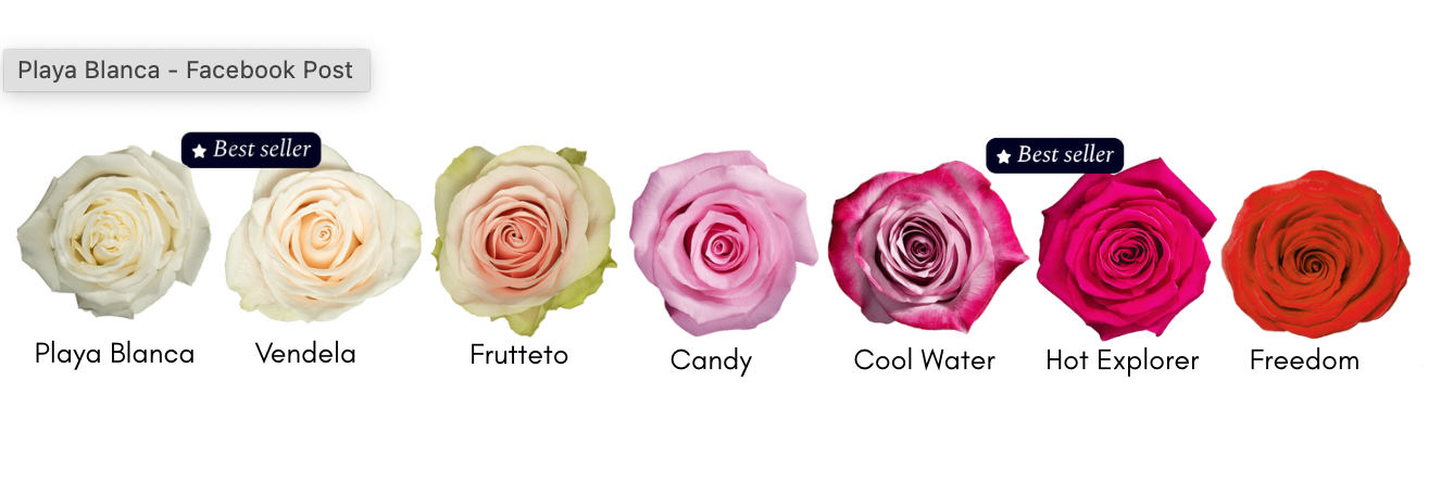 100 50 CM ROSES